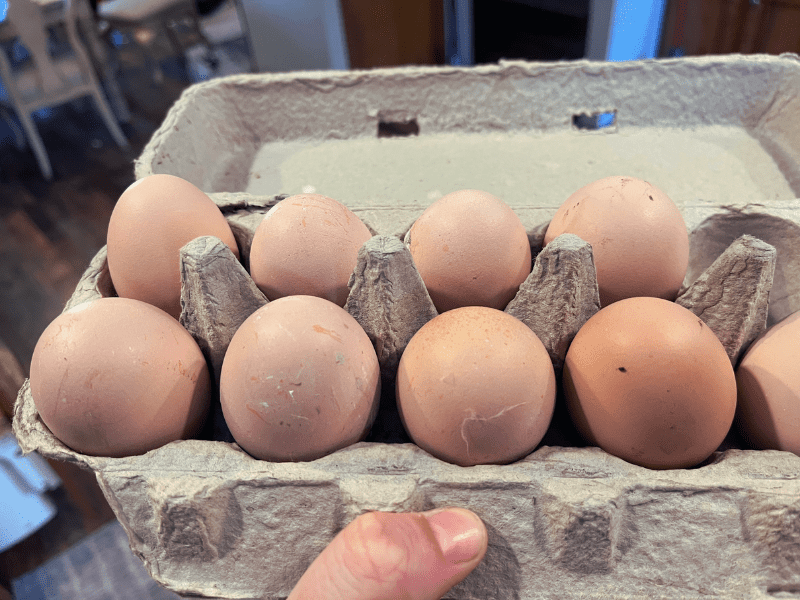 11 Chickens That Lay Pink Eggs You Ll Love