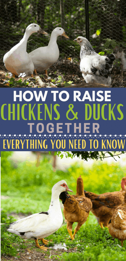 Can You Raise Chickens and Ducks Together? Yes! It's Simple ...