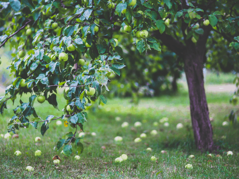 The 9 Best Fruit Trees for a Homestead Orchard