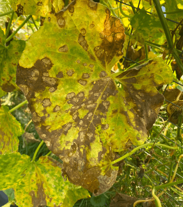 Are Your Cucumber Leaves Turning Yellow? 6 Reasons Why