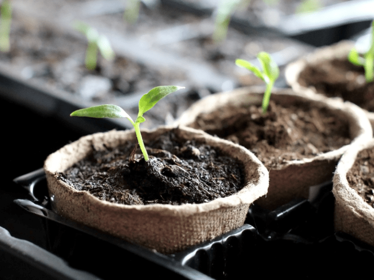 Potting Up Seedlings A Complete Guide for Gardeners