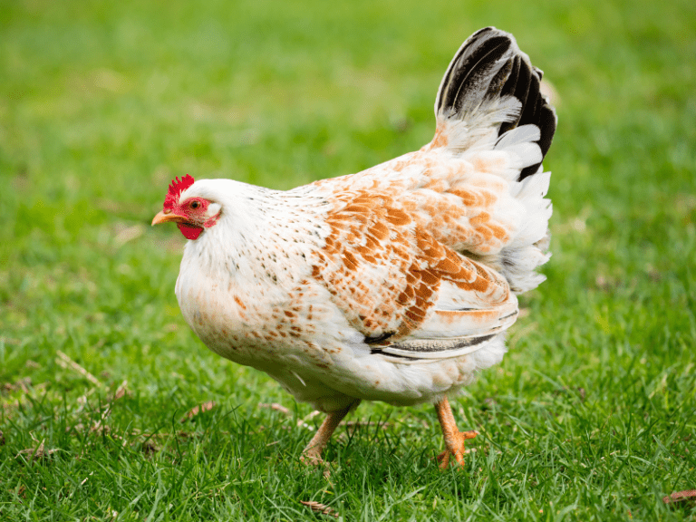 9 Essential Oils for Chickens & How to Use Them
