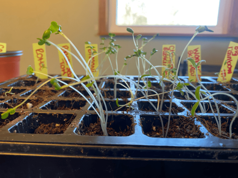 How to Fix Leggy Seedlings & Prevent It in the Future