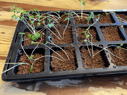 How To Fix Leggy Seedlings & Prevent It In The Future