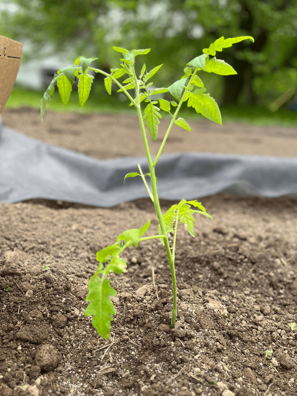 How to Make Tomato Plants Grow Faster 12 Useful Tips