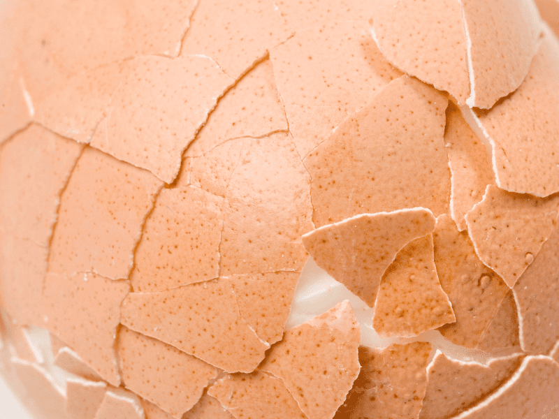 6 Reasons Your Chickens Peck Holes in Their Eggs & How to Stop It