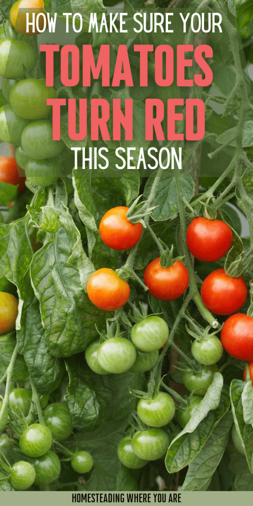 8 Reasons Your Tomatoes Arent Ripening And How To Ripen Them