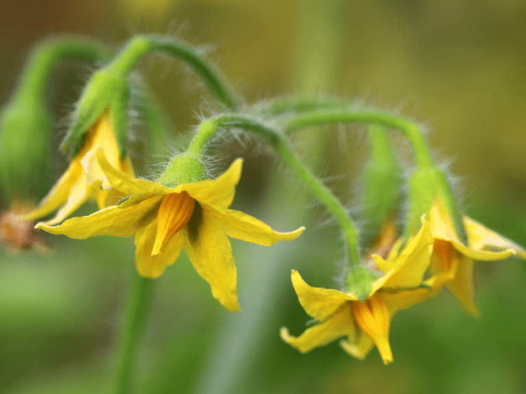 Tomatoes Flowering But No Fruit 8 Causes & How to Fix It