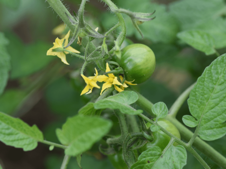Tomatoes Flowering But No Fruit 8 Causes & How to Fix It