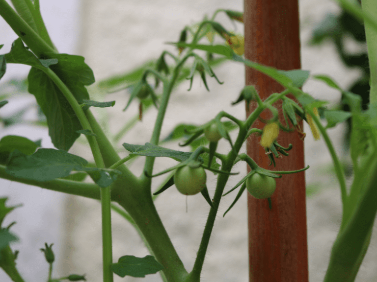 Tomatoes Flowering But No Fruit 8 Causes & How to Fix It