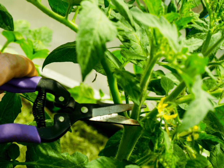 How to Make Tomato Plants Grow Faster: 12 Useful Tips