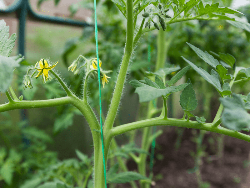 How to Make Tomato Plants Grow Faster 12 Useful Tips