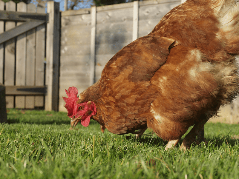 9 Ways to Keep Chickens From Leaving Your Yard