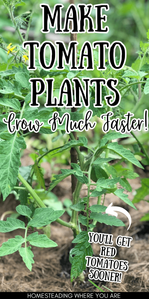 How to Make Tomato Plants Grow Faster 12 Useful Tips