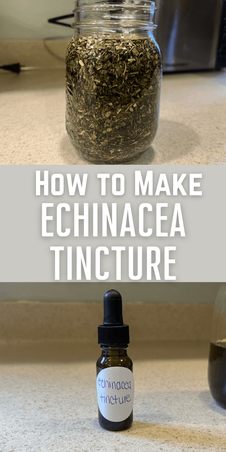 How to Make Echinacea Tincture A StepbyStep Guide