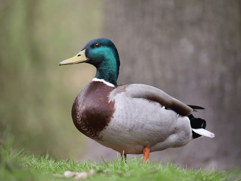 14 Best Backyard Duck Breeds You'll Love