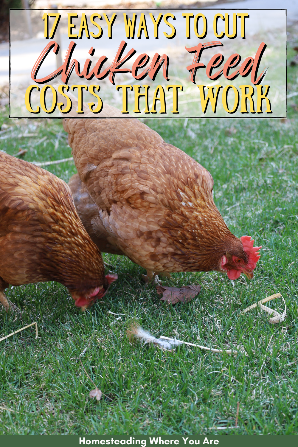 17 Ways to Save Money on Chicken Feed