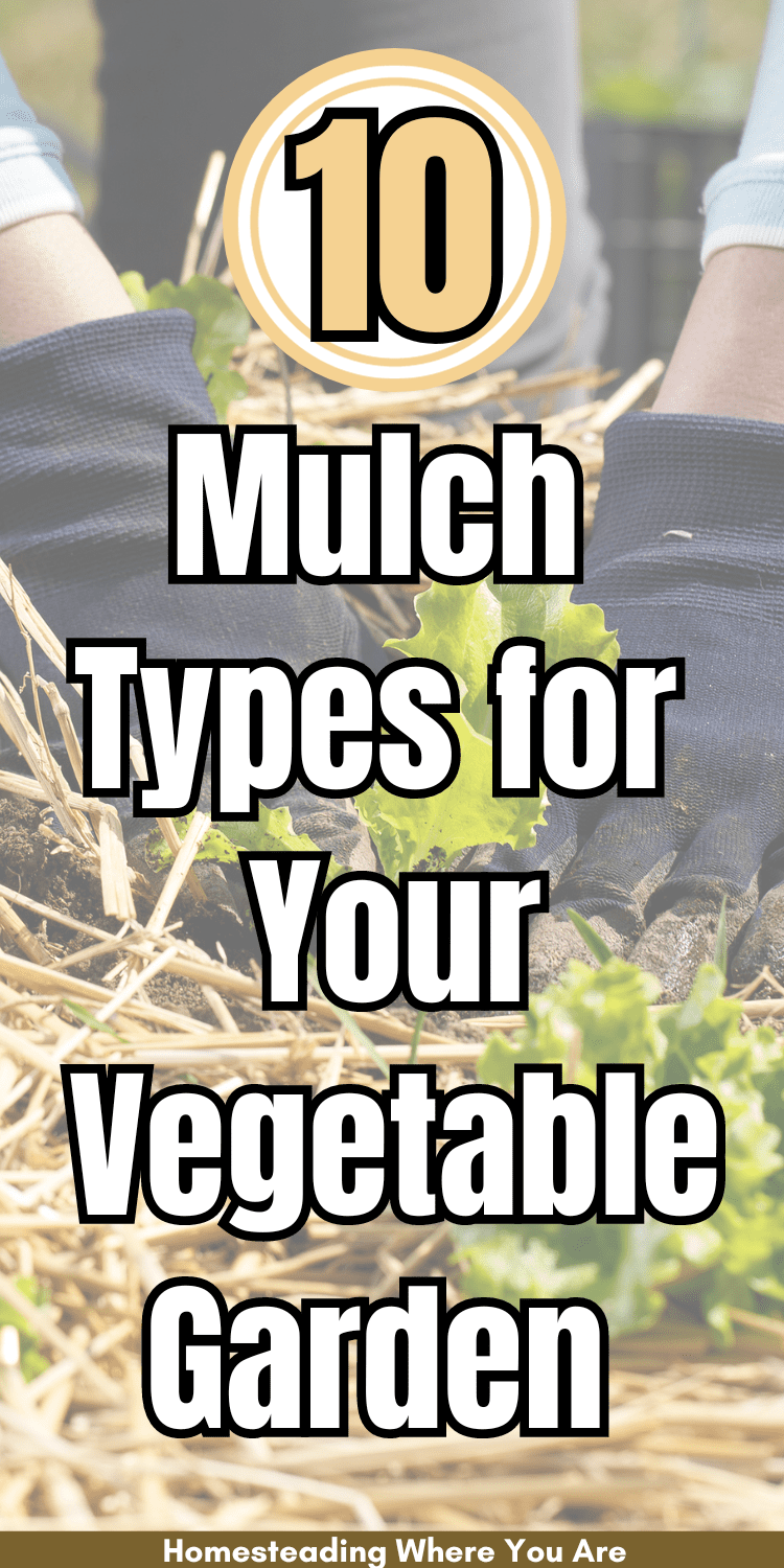 10 Best Mulch for a Vegetable Garden