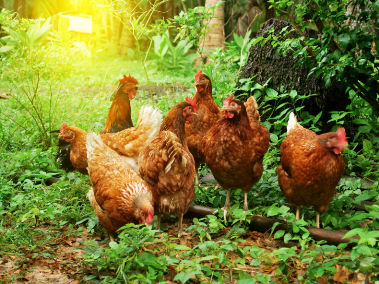 9 Essential Oils for Chickens & How to Use Them