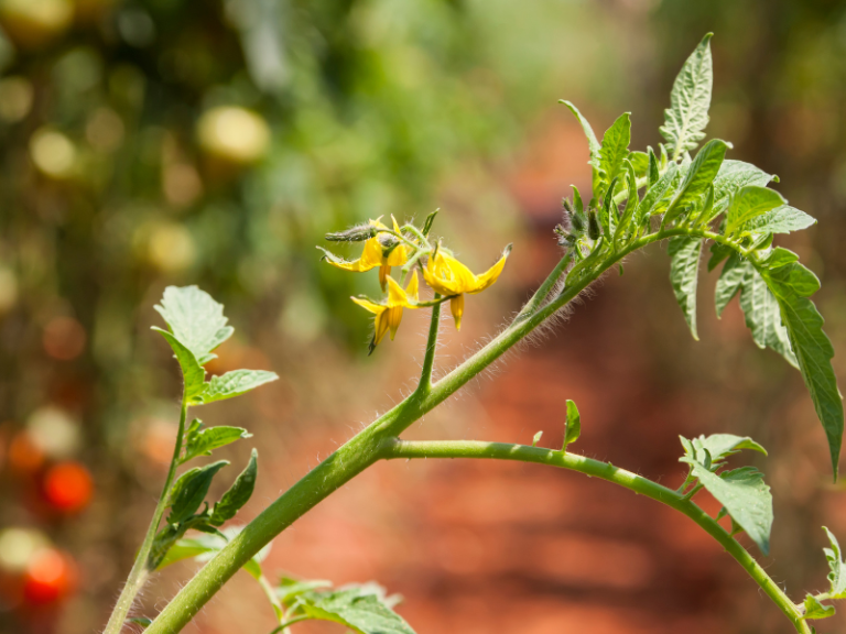 Tomatoes Flowering But No Fruit 8 Causes & How to Fix It
