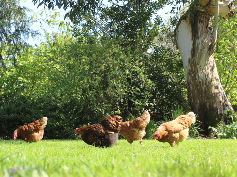 9 Ways to Keep Chickens From Leaving Your Yard