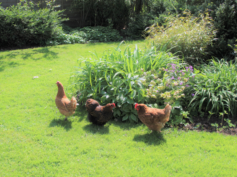 9 Ways to Keep Chickens From Leaving Your Yard