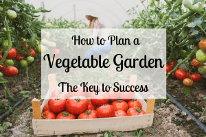 How to Prune Tomato Plants: 7 Steps for Success