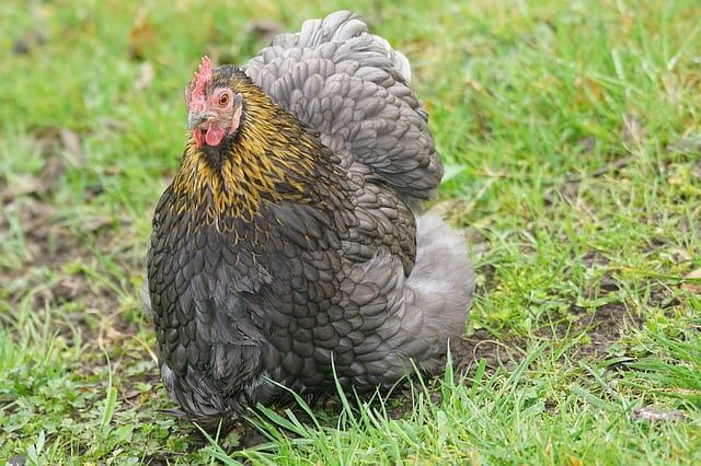 11 Best Broody Hen Breeds for a Sustainable Flock