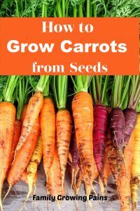 How to Grow Carrots: What You Need to Know » Homesteading Where You Are