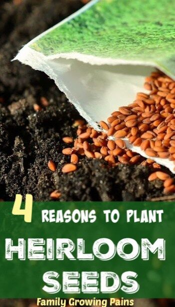 4 Surprising Reasons Heirloom Seeds Are The Best Choice » Homesteading ...