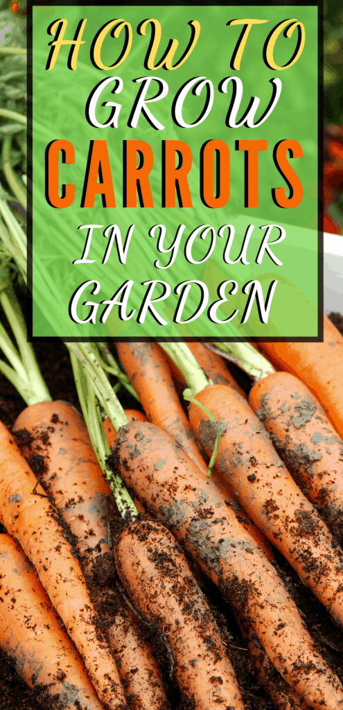 How to Grow Carrots: What You Need to Know » Homesteading Where You Are