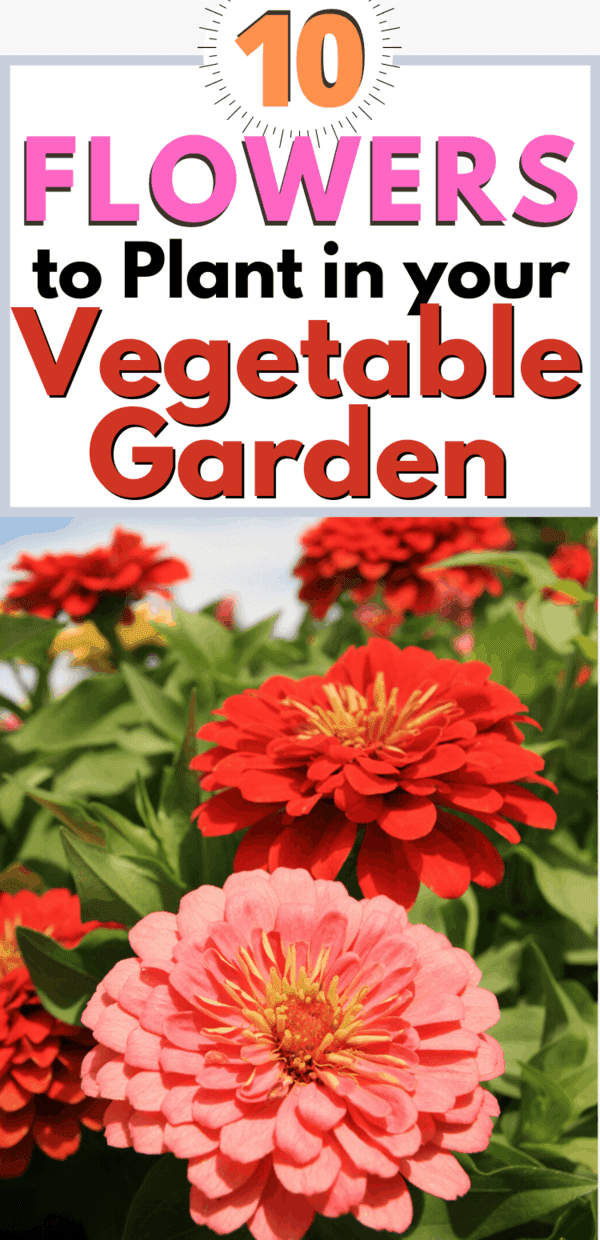 10 Beautiful Flowers To Plant With Vegetables In Your Garden