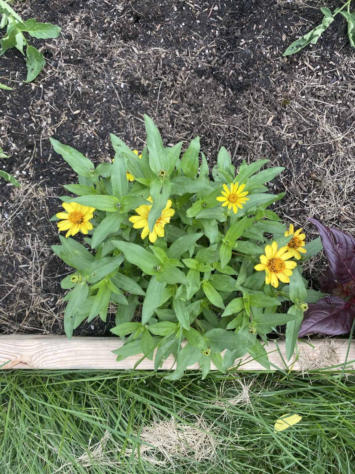 10 Beautiful Flowers to Plant with Vegetables in Your Garden