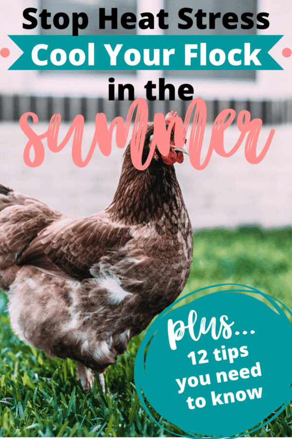 12 Useful Tips To Keep Chickens Cool In The Summer » Homesteading Where ...