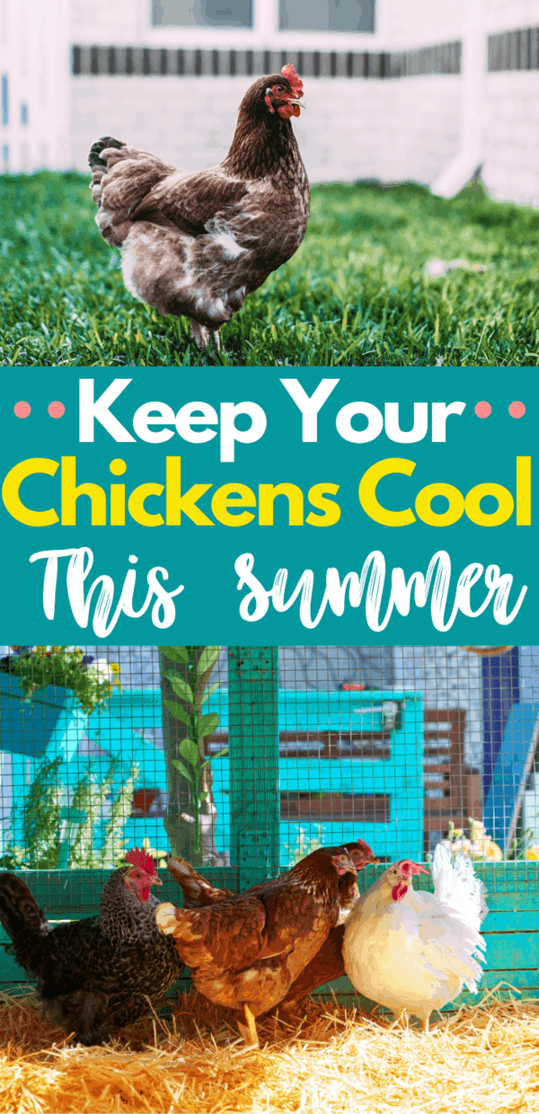 12 Useful Tips To Keep Chickens Cool In The Summer » Homesteading Where ...