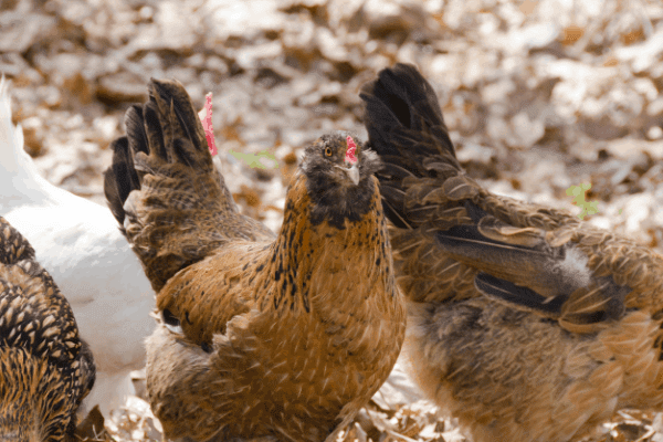 The 11 Best Egg Laying Chickens Real Homesteaders Tell All Homesteading Where You Are 