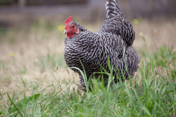 The 11 Best Egg Laying Chickens Real Homesteaders Tell All Homesteading Where You Are 