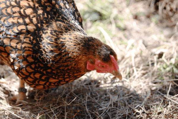 The 11 Best Egg Laying Chickens Real Homesteaders Tell All Homesteading Where You Are 9040