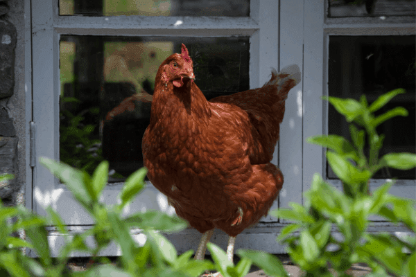 The 11 Best Egg Laying Chickens Real Homesteaders Tell All Homesteading Where You Are 4841