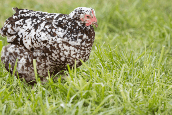 The 11 Best Egg Laying Chickens Real Homesteaders Tell All Homesteading Where You Are 