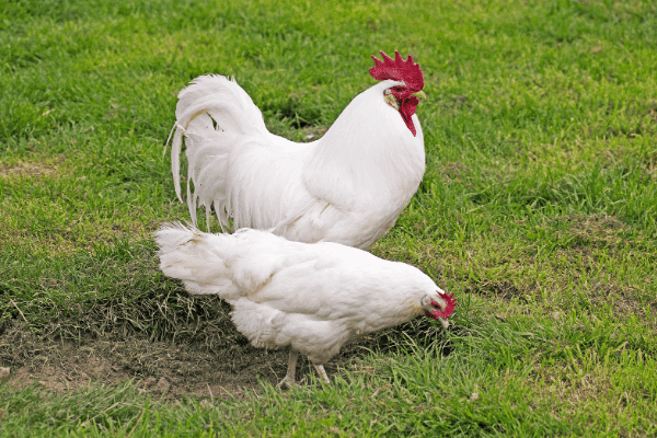 The 11 Best Egg Laying Chickens Real Homesteaders Tell All Homesteading Where You Are 