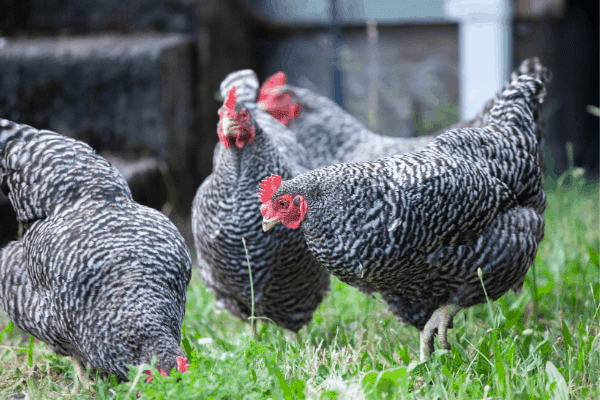 13 Best Cold Weather Chicken Breeds for Your Flock