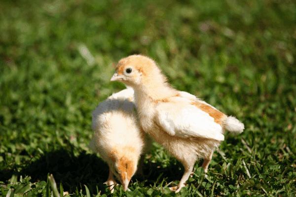 when-can-chicks-go-outside-the-answer-you-must-know