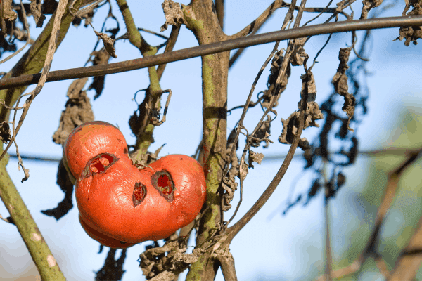 Warning! Here is Why You Have Holes in Tomatoes