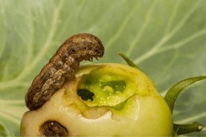 Warning! Here is Why You Have Holes in Tomatoes