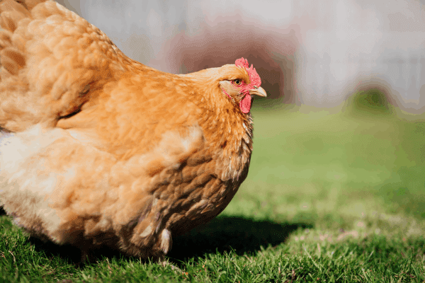 The 11 Best Chicken Breeds for Hot Weather