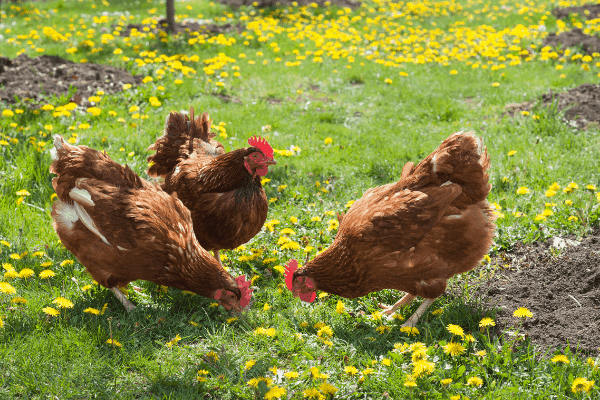 oyster-shell-for-chickens-are-they-really-necessary