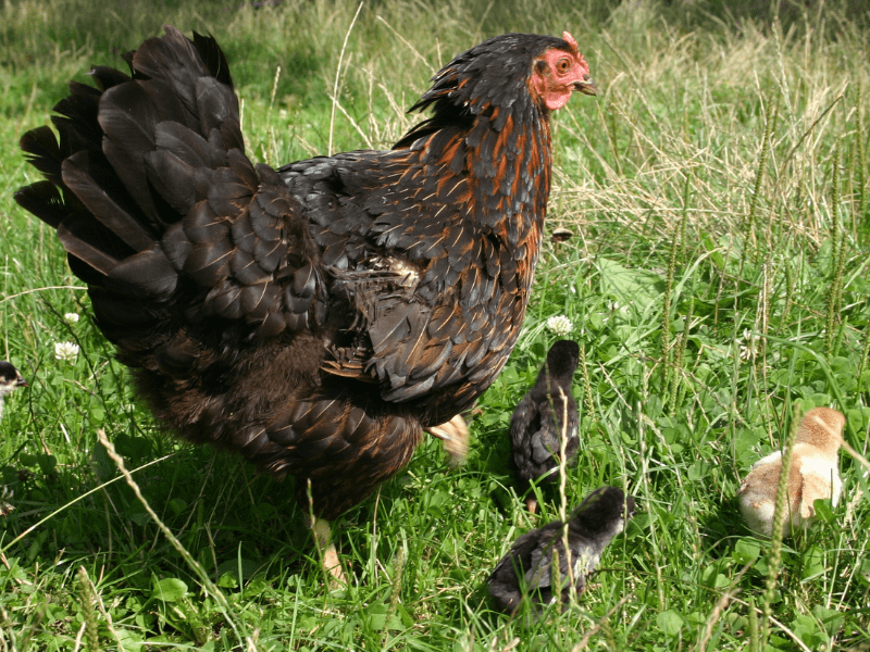 24+ Best Broody Chicken Breeds for Hatching Eggs