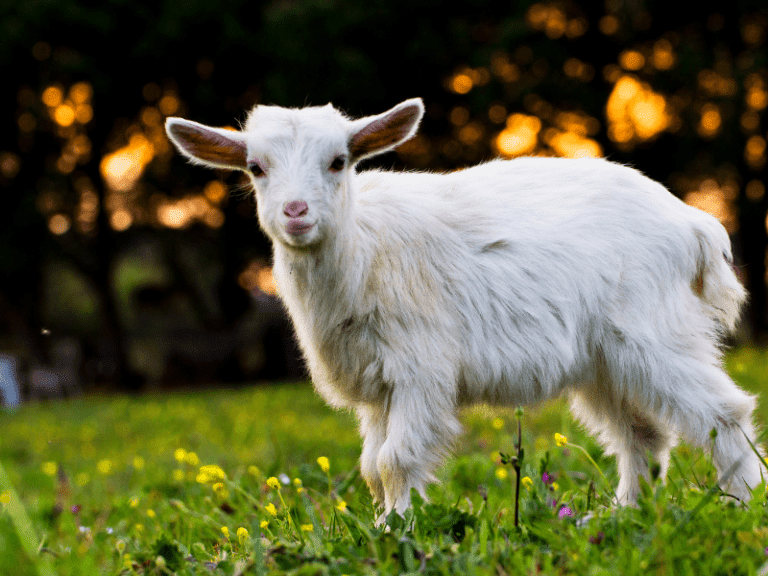 10-best-farm-animals-for-self-sufficiency-you-need-to-raise