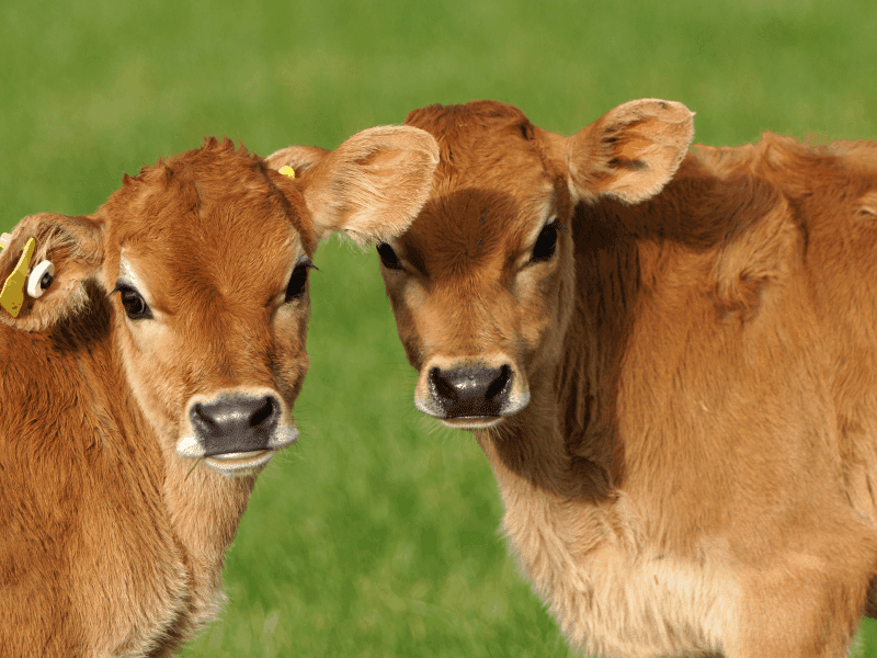 10 Best Farm Animals for Self-Sufficiency You Need to Raise